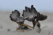 halsdoekridderzwam (tricholoma focale) 11-2010 2094